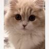 飼い主さんが『お腹減った？』と聞くと、子猫の鳴き声が…思わず笑顔になる光景が22万再生「放っておけないねｗ」「たまりませんなぁ」