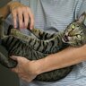 猫に絶対してはいけない『ダメな愛情表現』4つ　愛を感じるどころかストレスに？