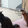 『キャティオ』猫たちが自由に遊べる中庭が完成した結果…あまりにも素敵な『まさかの光景』が24万再生「感動した」「すごい楽しそう」