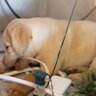 犬の『留守番』で起こりうるリスク4つ　