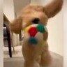 生後5ヵ月の大型犬と遊んでいたら→もはや事故？まるで『ぶつかり稽古のような光景』に「距離感分かってないｗ」「前見えてるか不明」の声