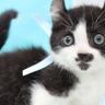 パヤパヤの小さな子猫→４歳の誕生日を迎えた結果…すてきなビフォーアフターに癒される人が続出「なんてかわいいの～」「なんてキュート」