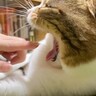 猫があくびをした瞬間に『指を入れてみた』結果…完全に予想外すぎる『驚きのリアクション』が32万再生「おもむろにｗ」「ワロタｗ」と爆笑