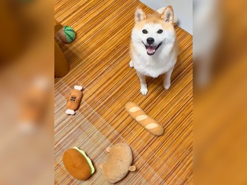 家に帰ってきたら、柴犬が…まさかの『パン屋が開店』している光景が可愛すぎると55万表示「並ばせてください」「毎日通いたい」と悶絶の声 - Yahoo!  JAPAN