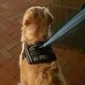 生後3ヶ月でママと離れてしまった大型犬→半年ぶりに駅で…涙が止まらない『再会の瞬間』が34万再生「涙腺崩壊した…」「なんていい家族」