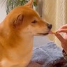 女の子が『すっぱいリンゴ』を食べていたら、柴犬が欲しがり…『思ってたんと違う』表情に出過ぎてしまう光景が15万再生「顔ｗｗ」「可愛すぎ」