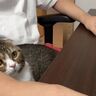 パパと仕事する猫　モニターの前に座って仕事ぶりをチェック!?