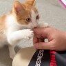 『隔離されていた保護子猫』を解放してみたら…あまりにも想定外な『可愛すぎる行動』が18万再生「庇護欲止まらないｗ」「すごいｗ」