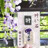 藤の花満開！巳年ならでは「藤白龍神社」の“叶い石守”自分だけの特別なお守りで運気アップ