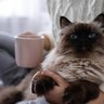 終末期の猫に飼い主がしてあげられる４つのこと