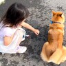 3歳の女の子が『散歩で動かなくなった犬』にした行動…まさかの『説得を試みる光景』が尊くて泣けると16万再生「涙が…」「見習わないと」