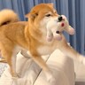 犬が『出張から帰ったお父さん』をお出迎えした結果…独特すぎる『超高速チョイチョイ』が面白いと23万再生「癖強くて草」「疲れ吹っ飛ぶ」