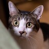 猫を『驚かせてしまう』飼い主の行動4つ　変化や刺激に弱い猫…実はストレスに？