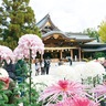 寒川神社で菊花展　８日から　200点以上を展示