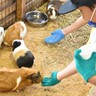 船場広場で「1日動物園＆獣医師体験」開催　モルモットとのふれあいも【北九州市小倉北区】