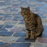 戦禍のウクライナで「名誉市長」を務める猫、人々の心を癒す　本物の市長と行事に出席することも