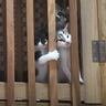 ちょっと目を離したすきに赤ちゃん猫たちが……思わず笑ってしまう『微笑ましい光景』に癒される人続出「本当に愛らしい」「ただかわいい」