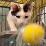「警戒心が強すぎる」と返された保護猫２匹に猫じゃらしを見せた結果…まさかの『意外な反応』が話題「表情が柔らかくなった」「パンチ可愛い」