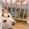 『まだ遊びたい…』ようやく赤ちゃんを寝かしつけたら、大型犬が…まさかの『配慮した行動』が優しくて可愛いと13万再生「やっと寝たのにｗ」