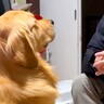 父が仕事から帰ると、大型犬が…絶対に断れない『おねだり攻撃』が4万再生　絶対に断れないお散歩の催促に思わず悶絶