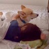 『惚れてまうやろ…』大好きなお姉ちゃんが体調不良になった結果、犬が…まさかの『看病する姿』が尊すぎると18万再生「優しさに泣ける」と絶賛