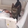 猫が赤ちゃんのことを『大切な家族』だと気がついた結果…あまりにも"尊い行動"が泣けると15万再生「涙が止まらない」「グッときた」