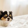 犬が『塩対応』になる5つの理由　飼い主に原因がある？素っ気なくなる愛犬の心理とは