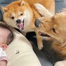 『豆柴が赤ちゃんを起こしちゃう』と勘違いした大型犬…まさかの『守るような行動』が感動的だと40万再生「わちゃわちゃｗ」「溢れる母性」