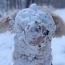 雪遊びをした大型犬→想像以上にはしゃぎまくり…見たことがない『謎の生物』になり果てる光景が197万再生「めちゃ笑ったｗ」「お茶目で最高」