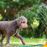 犬の熱中症対策は何月までするべき？室温調整の注意点や散歩中に気をつけるべきポイントまで解説