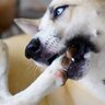 犬が自分の手足を噛んでしまう４つの原因とは　注意すべきポイント、やめさせる方法まで解説