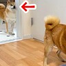 犬と遊んでいたら、もう一匹の犬が…あからさま過ぎる『嫉妬の仕方』が面白いと40万再生「ジワるｗ」「のぞき見完璧で草」爆笑の声続々