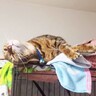 久しぶりの『実家』でリラックスしていた猫→油断した結果…突然の『ハプニング』が2万2000再生「びっくりしました」「ナイス反射神経」の声