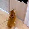 『大好きな動物病院のお姉さん』に名前を呼ばれた犬→大興奮して…家族でさえ見たことがない『尊すぎる表情』が237万再生「可愛いｗ」と絶賛