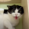 人が近づくと攻撃する『警戒心の高い元野良猫』が、3か月後……驚きの光景に涙がでてくると反響続々「感動した」「素晴らしい」の声