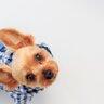 犬が『服を着たがらない』5つの理由　嫌がる理由や洋服を着せるメリット、対処法まで