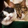 猫は『1匹飼い・多頭飼い』どっちがいい？考える際の大事なポイント5つ　それぞれの良し悪しを知って慎重に