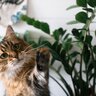 猫を死なせてしまう『危険な植物』4つとその理由　誤飲してしまったときの対処法は？