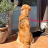 大型犬が『動物病院を大好きになった』結果…用事のない日に見せた『可愛い行動』が24万再生「看板犬のつもりかも？ｗ」「居心地良いんだね」