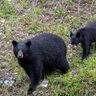 【小学校直近に出没】新潟県十日町市で子クマ3頭を目撃