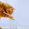 猫にしっかり『水分補給』してもらう3つの対策　あまり水を飲まない場合の理由も