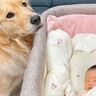 赤ちゃんが生まれたら大型犬が…まさかの『逐一報告に来てくれる姿』が可愛すぎると54万再生「健気…」「ほんとにお姉ちゃんみたい」と悶絶