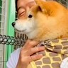 動物園で初めて『トラ』を見た犬→お父さんに抱っこしてもらっているのに…まるで人間の子供のような反応が42万再生「怖いねｗ」「微笑ましい」