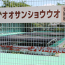 「特定外来」交雑オオサンショウウオ　隔離飼育続ける考え　名張市