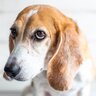 犬が『飼い主を嫌っている』ときにみせるサイン4選　愛犬に避けられる原因となるタブー行為まで