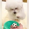 犬に『ボールマシン』を与えてみた結果→『一生懸命練習をした成果』に感動「天才かつ努力家」「自分流の遊び方見つけるのもすごい」と50万再生