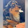 ティッシュを奪われたくなくてブチギレる犬→『オテ』をさせてみた結果…まさかの反応が20万再生「あるあるｗ」「お利口さんすぎ」と反響