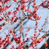 四季の森公園で紅梅開花　見頃は「３月上〜中旬か」
