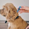 春に犬が発症しやすい病気5つ　知っておくべき原因や症状、予防法まで解説