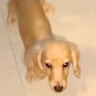 『外に出ちゃダメ』と教えた犬→玄関の外で待ってみた結果…まさかの『ルールギリギリの行動』が面白すぎると14万再生「賢い」「可愛すぎ」